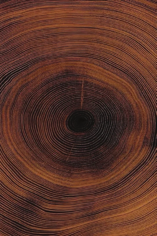 Growth rings of a cut log